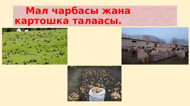  Мал чарбасы жана картошка талаасы. 