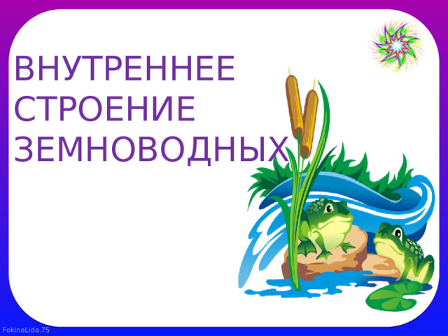 ВНУТРЕННЕЕ СТРОЕНИЕ ЗЕМНОВОДНЫХ 