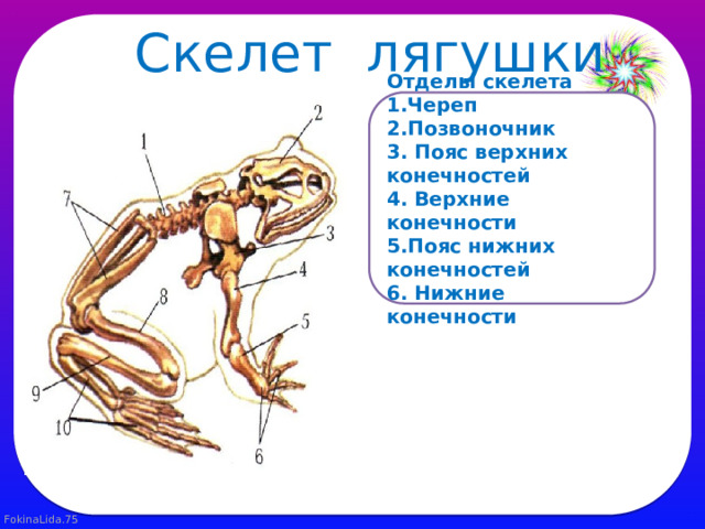 Скелет лягушки Отделы скелета 1.Череп 2.Позвоночник 3. Пояс верхних конечностей 4. Верхние конечности 5.Пояс нижних конечностей 6. Нижние конечности 