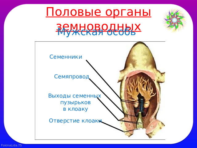 Половые органы земноводных Мужская особь Семенники  Семяпровод Выходы семенных  пузырьков  в клоаку Отверстие клоаки 