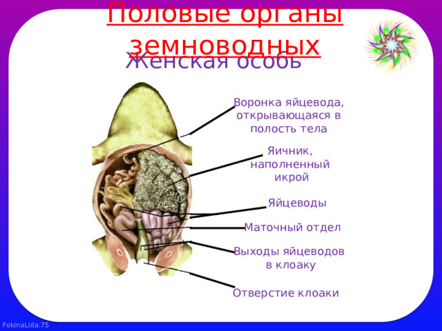 Половые органы земноводных Женская особь Воронка яйцевода,  открывающаяся в полость тела Яичник, наполненный  икрой Яйцеводы Маточный отдел Выходы яйцеводов  в клоаку Отверстие клоаки 