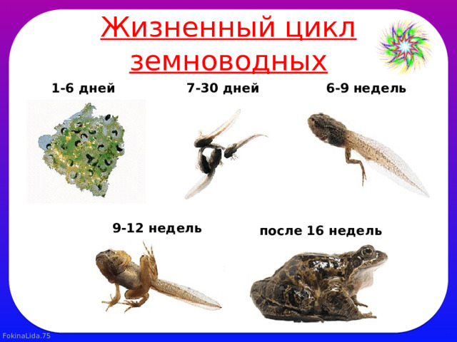 Жизненный цикл земноводных 1-6 дней  7-30 дней  6-9 недель  9-12 недель  после 16 недель  