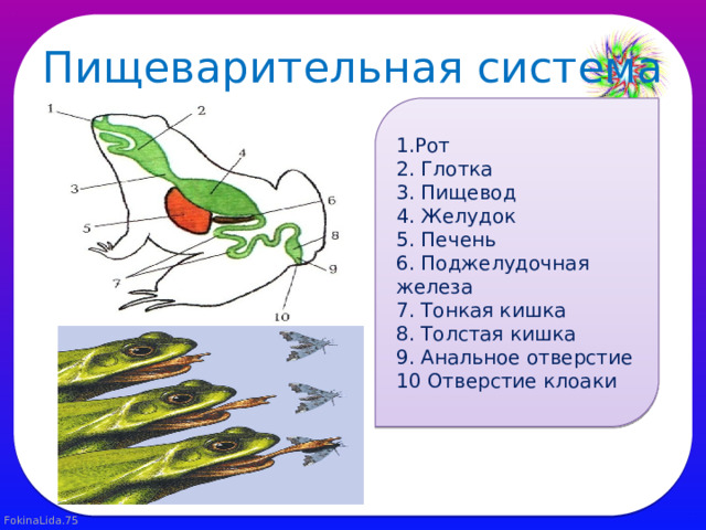 Пищеварительная система 1.Рот 2. Глотка 3. Пищевод 4. Желудок 5. Печень 6. Поджелудочная железа 7. Тонкая кишка 8. Толстая кишка 9. Анальное отверстие 10 Отверстие клоаки 