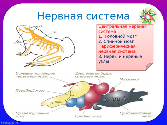 Нервная система Центральная нервная система Головной мозг 2. Спинной мозг Периферическая нервная система 3. Нервы и нервные узлы 