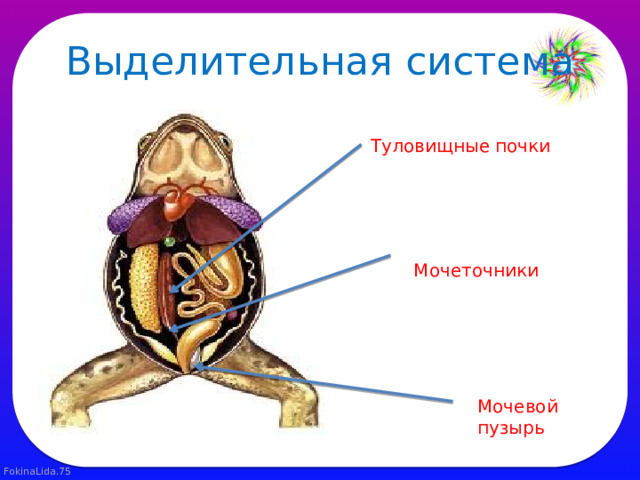 Выделительная система Туловищные почки Мочеточники Мочевой пузырь 