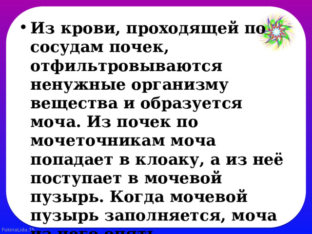 Из крови, проходящей по сосудам почек, отфильтровываются ненужные организму вещества и образуется моча. Из почек по мочеточникам моча попадает в клоаку, а из неё поступает в мочевой пузырь. Когда мочевой пузырь заполняется, моча из него опять возвращается в клоаку, а потом выводится из организма. 