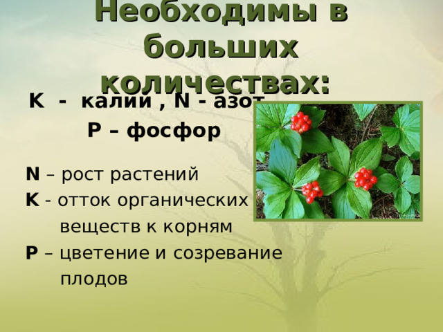  Необходимы в больших количествах:     K - калий , N - азот, P – фосфор N – рост растений K  - отток органических  веществ к корням P – цветение и созревание  плодов 