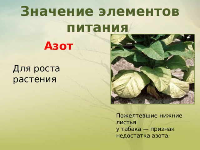 Значение элементов питания   Азот Для роста растения Пожелтевшие нижние листья у табака — признак недостатка азота. 