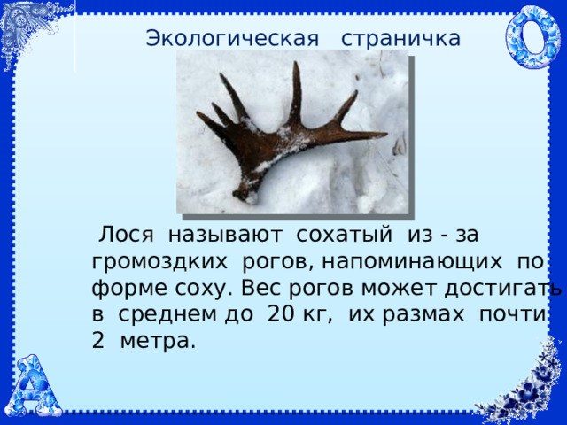 Экологическая страничка  Лося называют сохатый из - за громоздких рогов, напоминающих по форме соху. Вес рогов может достигать в среднем до 20 кг, их размах почти 2 метра. 