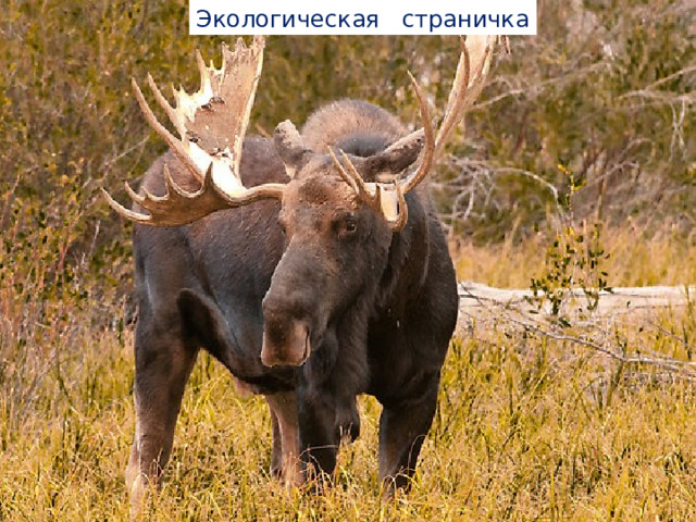 Экологическая страничка 