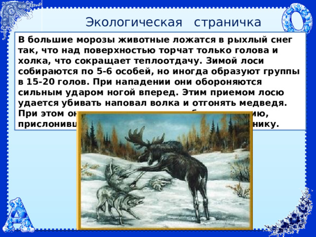 Экологическая страничка В большие морозы животные ложатся в рыхлый снег так, что над поверхностью торчат только голова и холка, что сокращает теплоотдачу. Зимой лоси собираются по 5-6 особей, но иногда образуют группы в 15-20 голов. При нападении они обороняются сильным ударом ногой вперед. Этим приемом лосю удается убивать наповал волка и отгонять медведя. При этом он старается занять удобную позицию, прислонившись к стволу дерева или к кустарнику. 