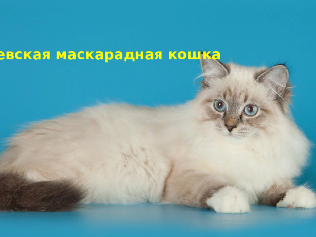 Невская маскарадная кошка 