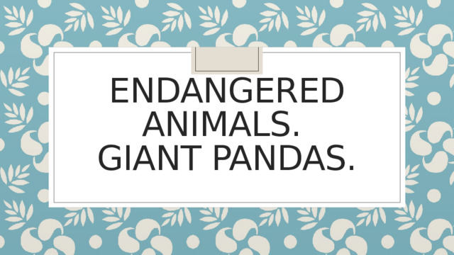Endangered animals.  Giant Pandas. 