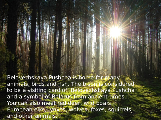 Belovezhskaya Pushcha is home for many animals, birds and fish. The bison is considered to be a visiting card of Belovezhskaya Pushcha and a symbol of Belarus from ancient times. You can also meet red deer, wild boars, European elks, lynxes, wolves, foxes, squirrels and other animals. 