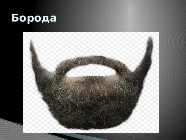 Борода 