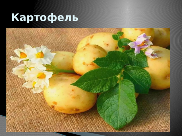 Картофель 