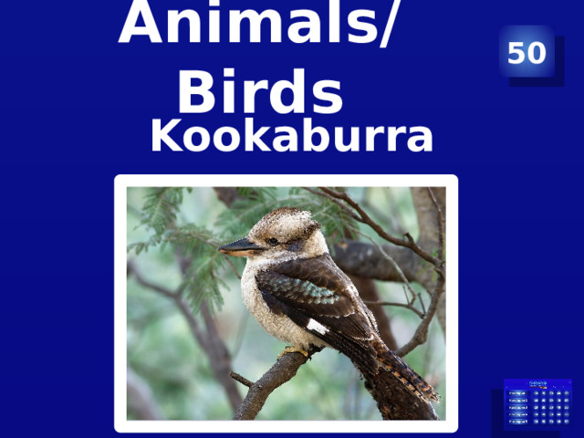 Animals/Birds 50 Kookaburra 