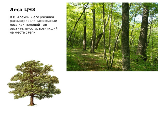 Леса ЦЧЗ В.В. Алехин и его ученики рассматривали заповедные леса как молодой тип растительности, возникший на месте степи 