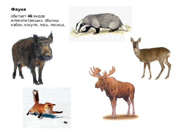 Фауна   обитает 46 видов млекопитающих, обычны кабан, косуля, лось, лисица, барсук 