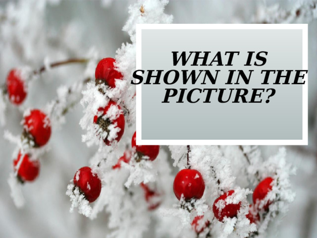 what is shown in the picture? 