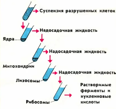 Проверочная работа по теме "Класс Птицы"