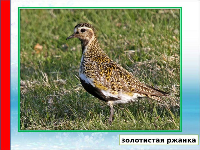 золотистая ржанка 