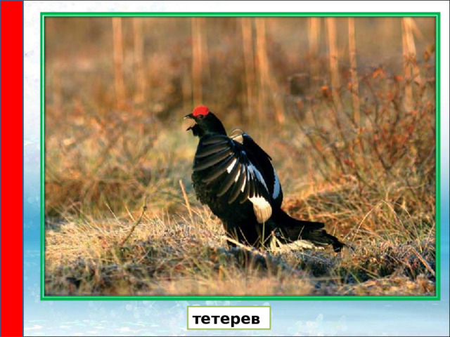 тетерев 