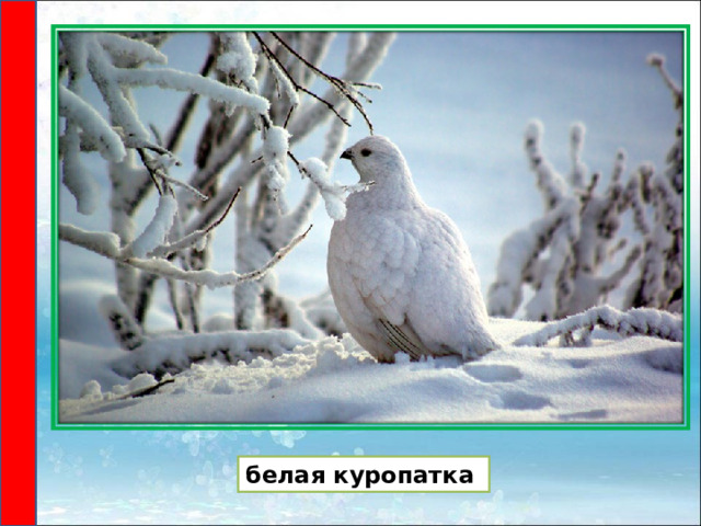 белая куропатка 