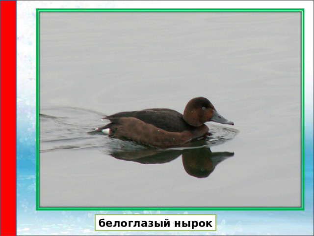 белоглазый нырок 