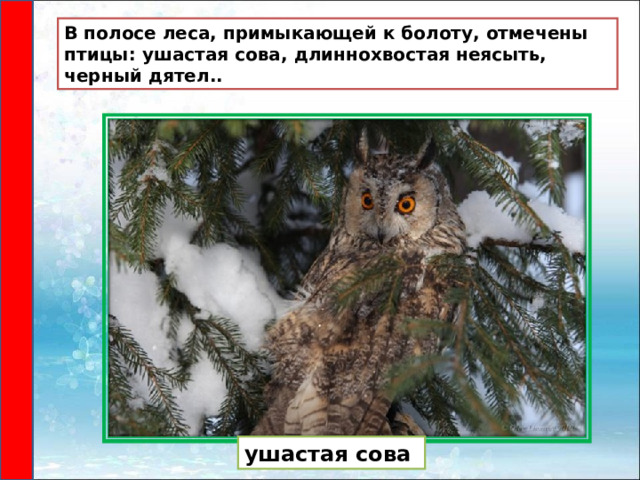 В полосе леса, примыкающей к болоту, отмечены птицы: ушастая сова, длиннохвостая неясыть, черный дятел.. ушастая сова 