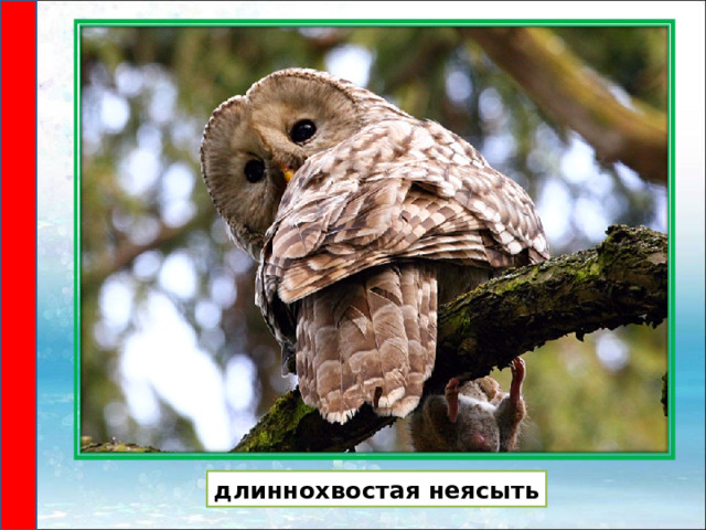 длиннохвостая неясыть 