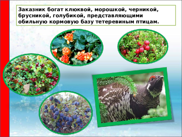 Заказник богат клюквой, морошкой, черникой, брусникой, голубикой, представляющими обильную кормовую базу тетеревиным птицам. 