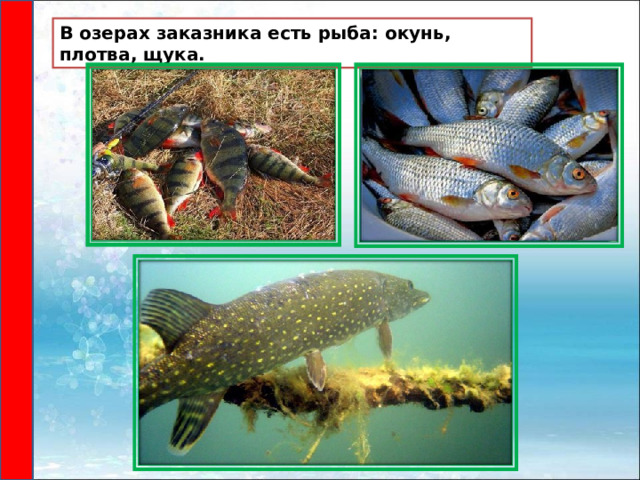 В озерах заказника есть рыба: окунь, плотва, щука. 