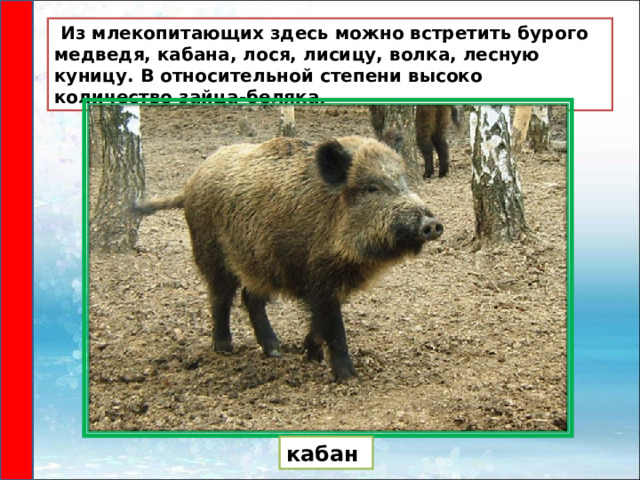  Из млекопитающих здесь можно встретить бурого медведя, кабана, лося, лисицу, волка, лесную куницу. В относительной степени высоко количество зайца-беляка. кабан 