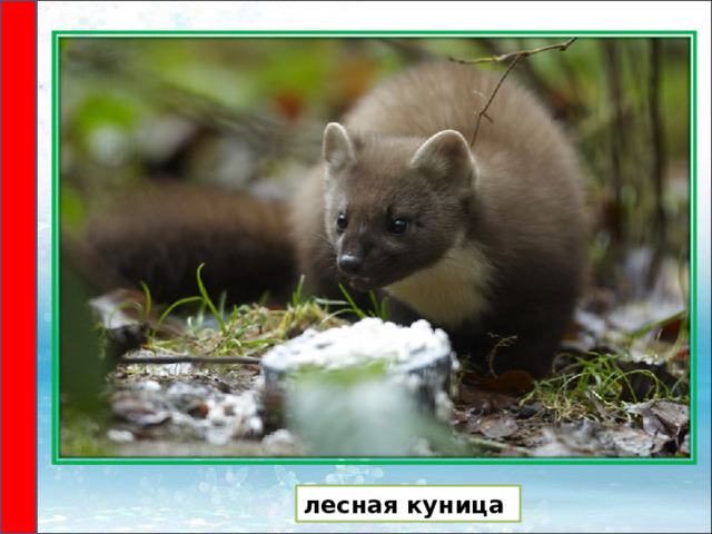 лесная куница 