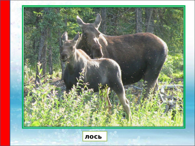 лось  