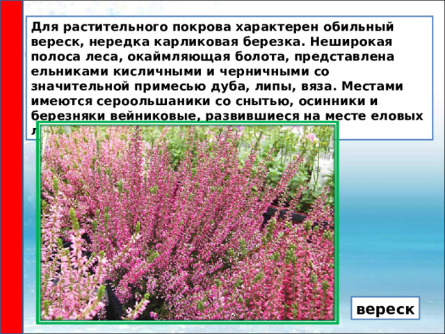 Для растительного покрова характерен обильный вереск, нередка карликовая березка. Неширокая полоса леса, окаймляющая болота, представлена ельниками кисличными и черничными со значительной примесью дуба, липы, вяза. Местами имеются сероольшаники со снытью, осинники и березняки вейниковые, развившиеся на месте еловых лесов. вереск 