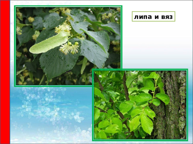 липа и вяз 