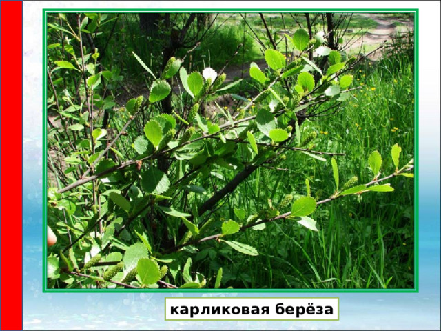 карликовая берёза 