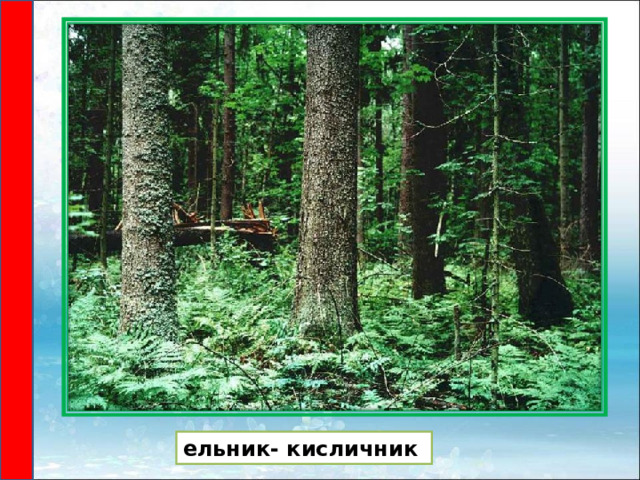 ельник- кисличник 