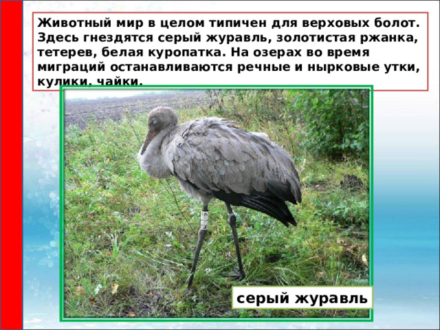 Животный мир в целом типичен для верховых болот. Здесь гнездятся серый журавль, золотистая ржанка, тетерев, белая куропатка. На озерах во время миграций останавливаются речные и нырковые утки, кулики, чайки. серый журавль 