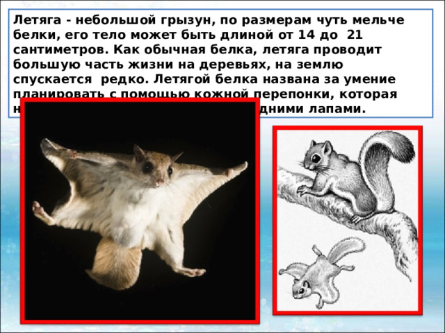 Летяга - небольшой грызун, по размерам чуть мельче белки, его тело может быть длиной от 14 до  21 сантиметров. Как обычная белка, летяга проводит большую часть жизни на деревьях, на землю спускается  редко. Летягой белка названа за умение планировать с помощью кожной перепонки, которая находится между передними и задними лапами. 