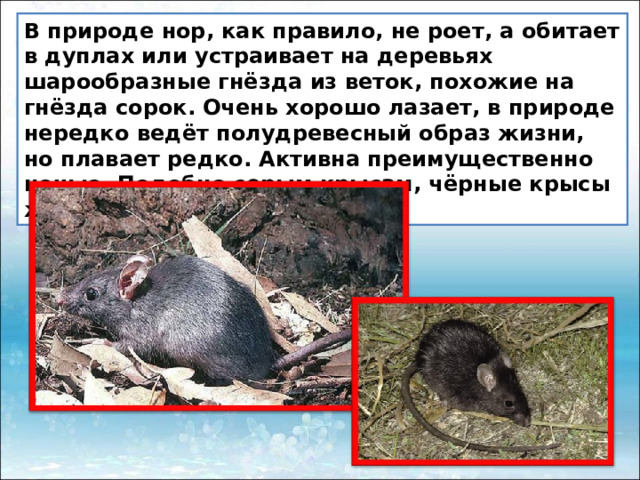 В природе нор, как правило, не роет, а обитает в дуплах или устраивает на деревьях шарообразные гнёзда из веток, похожие на гнёзда сорок. Очень хорошо лазает, в природе нередко ведёт полудревесный образ жизни, но плавает редко. Активна преимущественно ночью. Подобно серым крысам, чёрные крысы живут группами. 