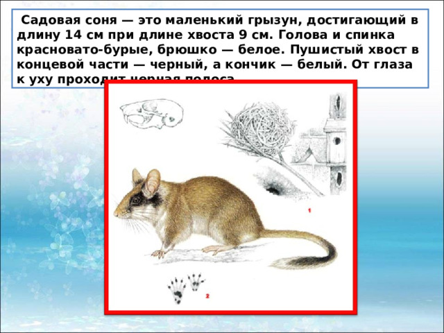   Садовая соня — это маленький грызун, достигающий в длину 14 см при длине хвоста 9 см. Голова и спинка красновато-бурые, брюшко — белое. Пушистый хвост в концевой части — черный, а кончик — белый. От глаза к уху проходит черная полоса. 