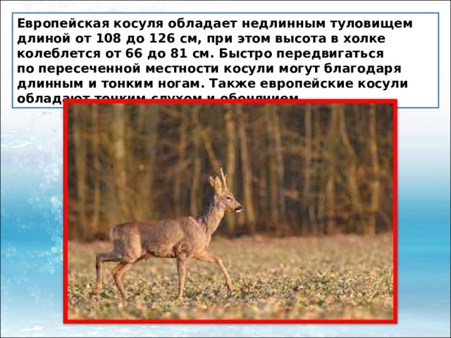 Европейская косуля обладает недлинным туловищем длиной от 108 до 126 см, при этом высота в холке колеблется от 66 до 81 см. Быстро передвигаться по пересеченной местности косули могут благодаря длинным и тонким ногам. Также европейские косули обладают тонким слухом и обонянием. 