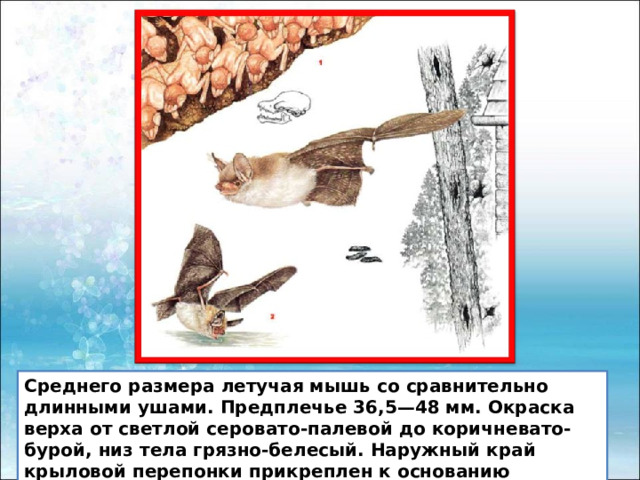 Среднего размера летучая мышь со сравнительно длинными ушами. Предплечье 36,5—48 мм. Окраска верха от светлой серовато-палевой до коричневато-бурой, низ тела грязно-белесый. Наружный край крыловой перепонки прикреплен к основанию внешнего пальца ступни. 