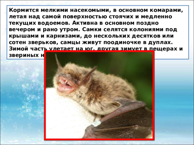 Кормится мелкими насекомыми, в основном комарами, летая над самой поверхностью стоячих и медленно текущих водоемов. Активна в основном поздно вечером и рано утром. Самки селятся колониями под крышами и карнизами, до нескольких десятков или сотен зверьков, самцы живут поодиночке в дуплах. Зимой часть улетает на юг, другая зимует в пещерах и звериных норах. 