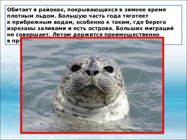 Обитает в районах, покрывающихся в зимнее время плотным льдом. Большую часть года тяготеет к прибрежным водам, особенно к таким, где берега изрезаны заливами и есть острова. Больших миграций не совершает. Летом держится преимущественно в прибрежных водах. 