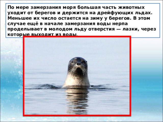 По мере замерзания моря большая часть животных уходит от берегов и держится на дрейфующих льдах. Меньшее их число остается на зиму у берегов. В этом случае ещё в начале замерзания воды нерпа проделывает в молодом льду отверстия — лазки, через которые выходит из воды . 