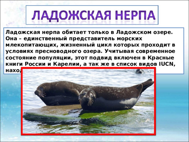 Ладожская нерпа обитает только в Ладожском озере. Она – единственный представитель морских млекопитающих, жизненный цикл которых проходит в условиях пресноводного озера. Учитывая современное состояние популяции, этот подвид включен в Красные книги России и Карелии, а так же в список видов IUCN, находящихся под угрозой. 